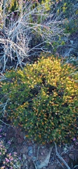 Gorteria integrifolia