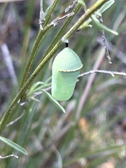 Danaus gilippus