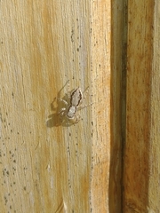 Menemerus bivittatus