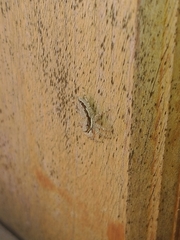 Menemerus bivittatus