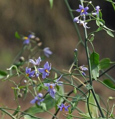 Solanum amygdalifolium