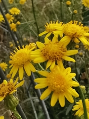 Senecio pterophorus