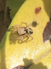 Habronattus pyrrithrix