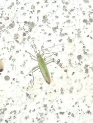 Trigonotylus