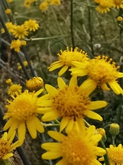 Senecio pterophorus