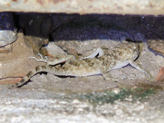 Tenuidactylus caspius