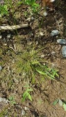 Eleocharis nitida