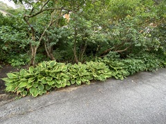 Syringa