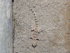 Tenuidactylus caspius