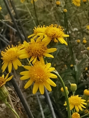 Senecio pterophorus