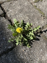 Taraxacum officinale