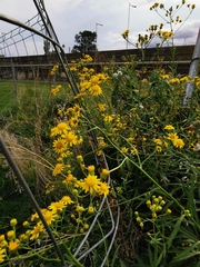Senecio pterophorus