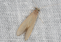 Oecetis