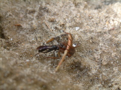 Priocnemis minorata