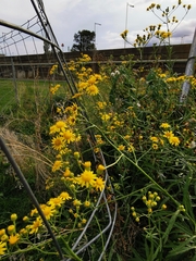 Senecio pterophorus