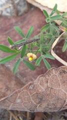 Stylosanthes viscosa