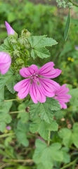 Malva sylvestris