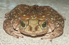 Peltophryne peltocephala