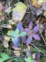 Cornus suecica