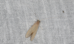 Oecetis