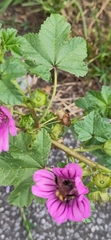 Malva sylvestris