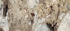 Syrphidae