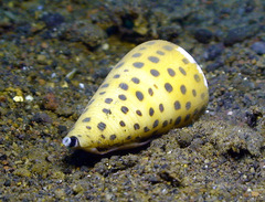 Conus eburneus