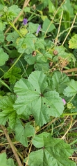 Malva sylvestris