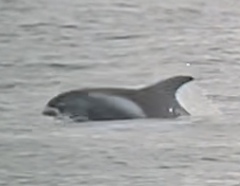 Lagenorhynchus albirostris