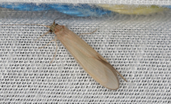 Oecetis