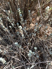 Malvella leprosa