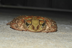 Peltophryne peltocephala