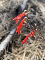 Penstemon centranthifolius