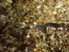 Branchellion torpedinis