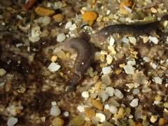 Branchellion torpedinis