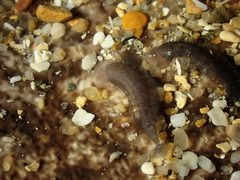 Branchellion torpedinis