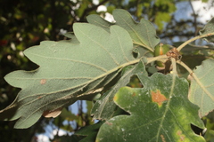 Quercus pubescens