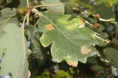 Quercus pubescens