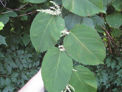 Reynoutria × bohemica