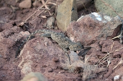 Agama bibronii