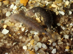 Branchellion torpedinis