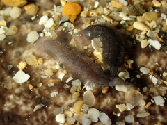 Branchellion torpedinis