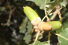Quercus pubescens