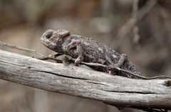Chamaeleo chamaeleon chamaeleon