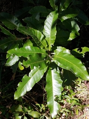Quercus imbricaria