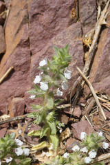 Sideritis romana romana