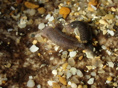 Branchellion torpedinis