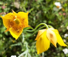 Calochortus barbatus