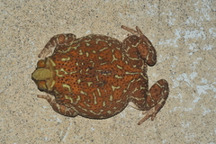 Peltophryne peltocephala