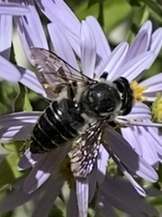 Megachile mendica